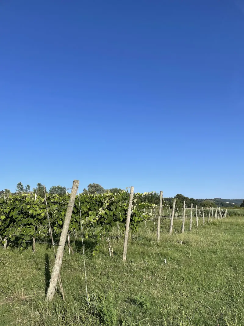Orto biologico · raccolta libera