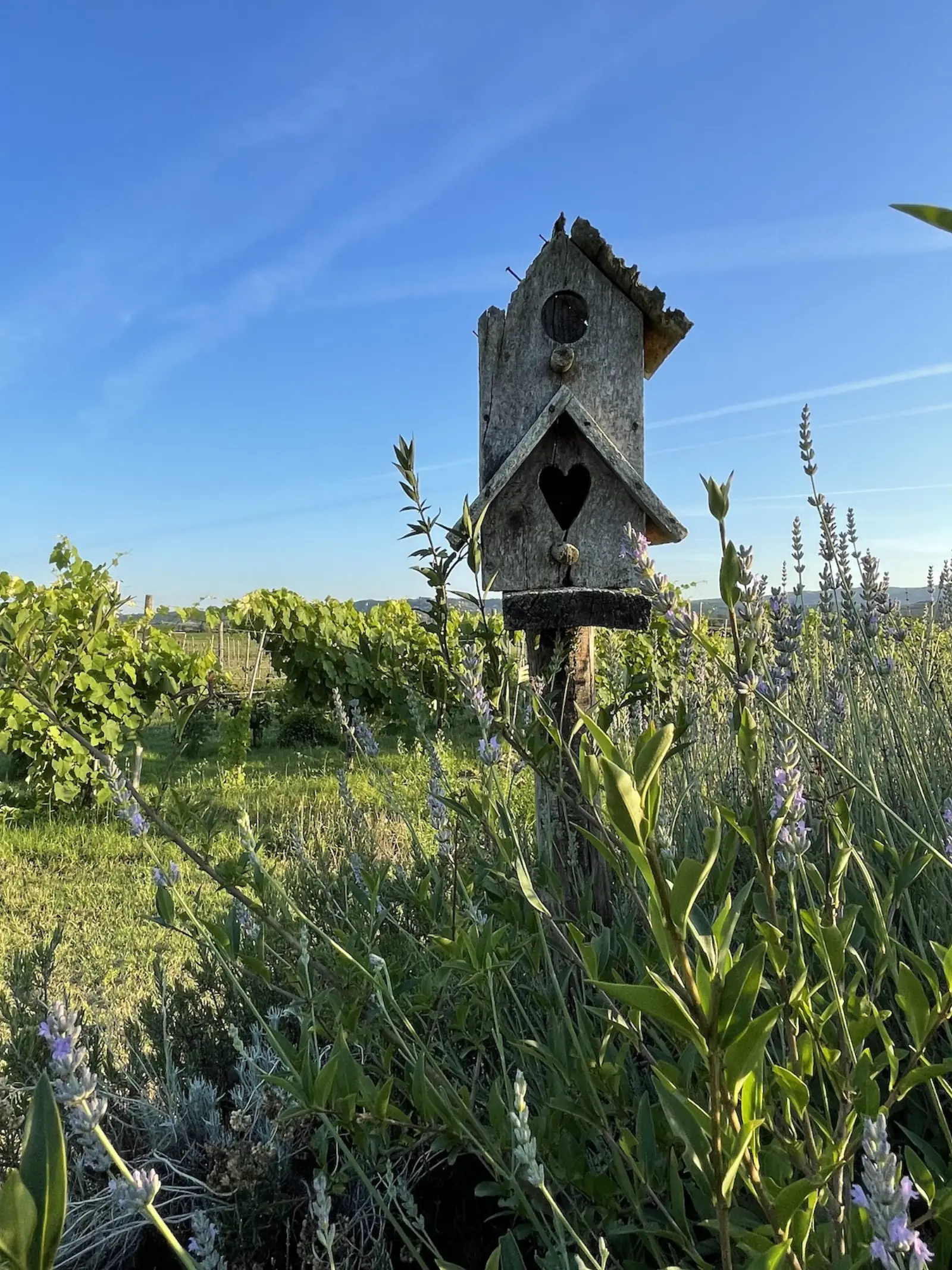 Orto biologico · raccolta libera