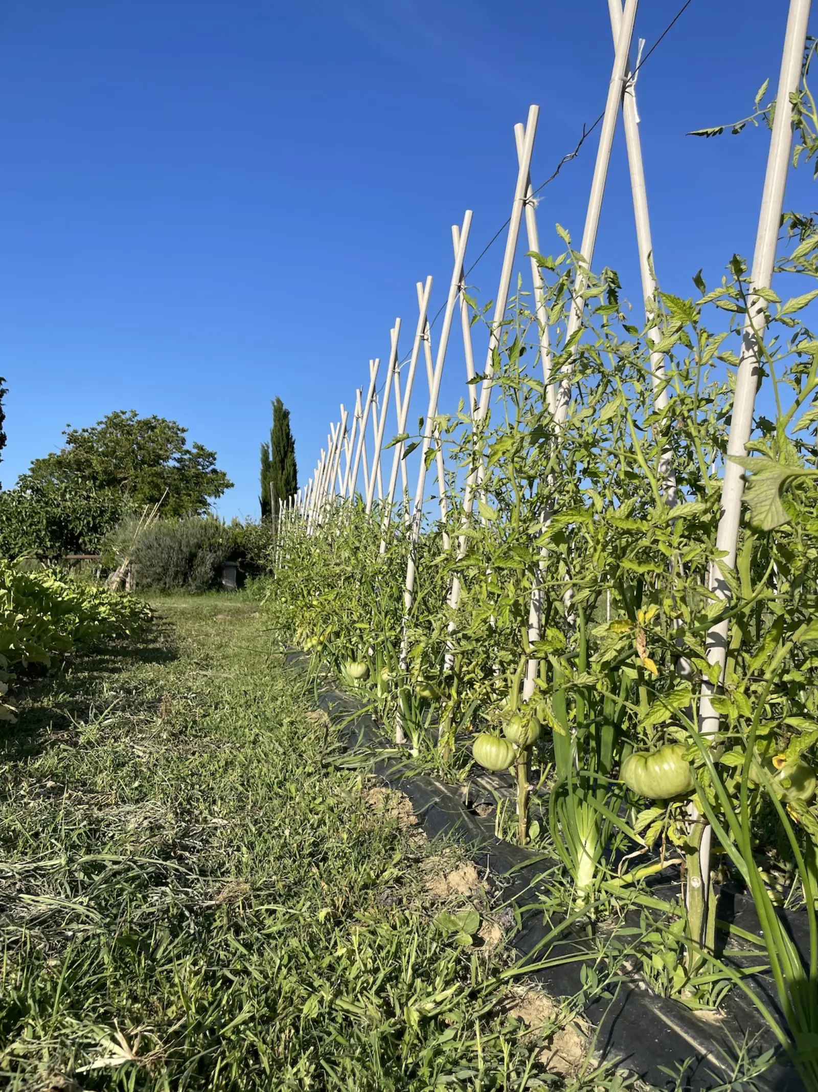 Orto biologico · raccolta libera