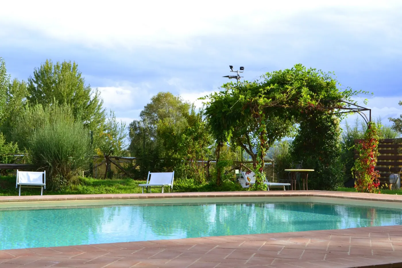 Frühling · Olivenbäume